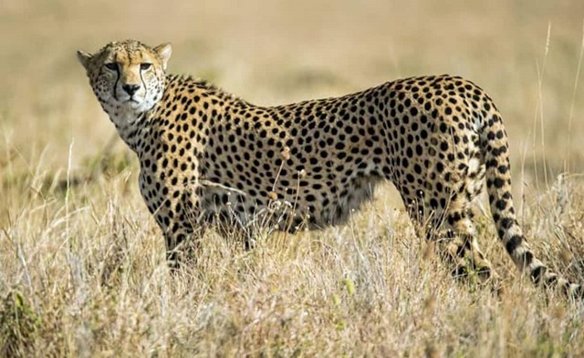 Cheetahs coming to India from Namibia