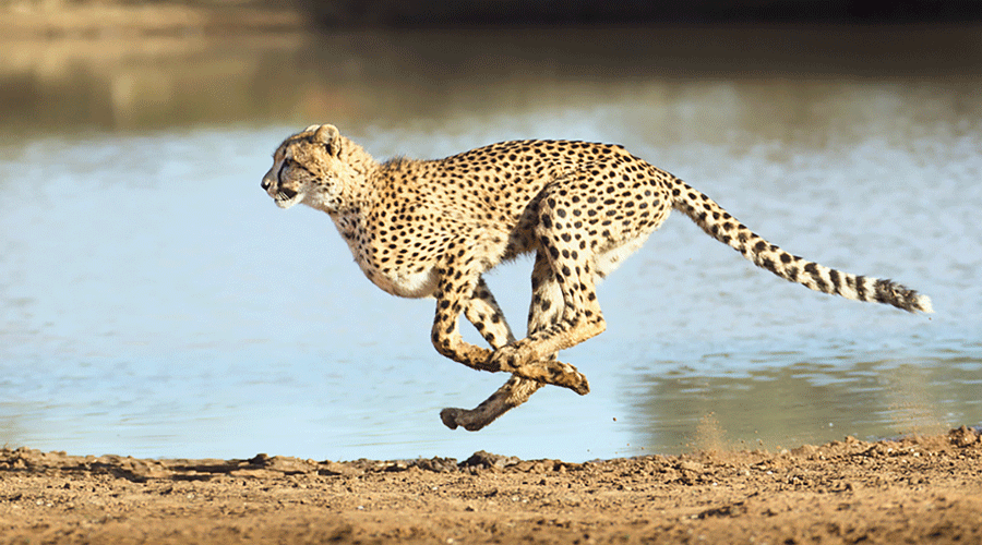 Cheetah in motion | Source: Print