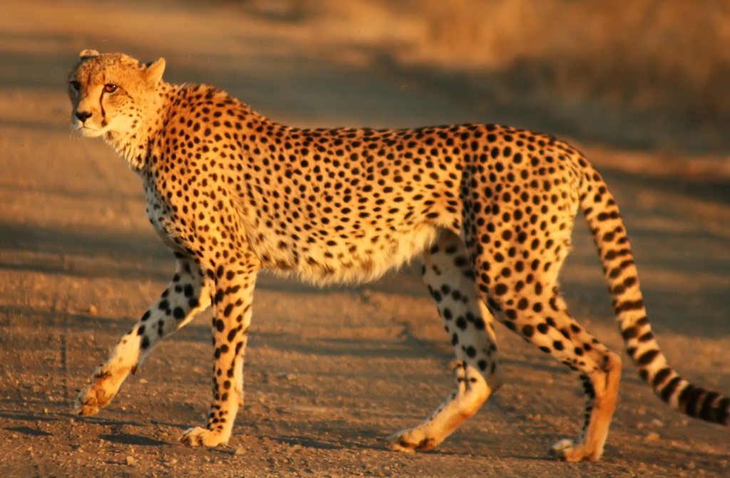 Cheetah | Image: Wikipedia