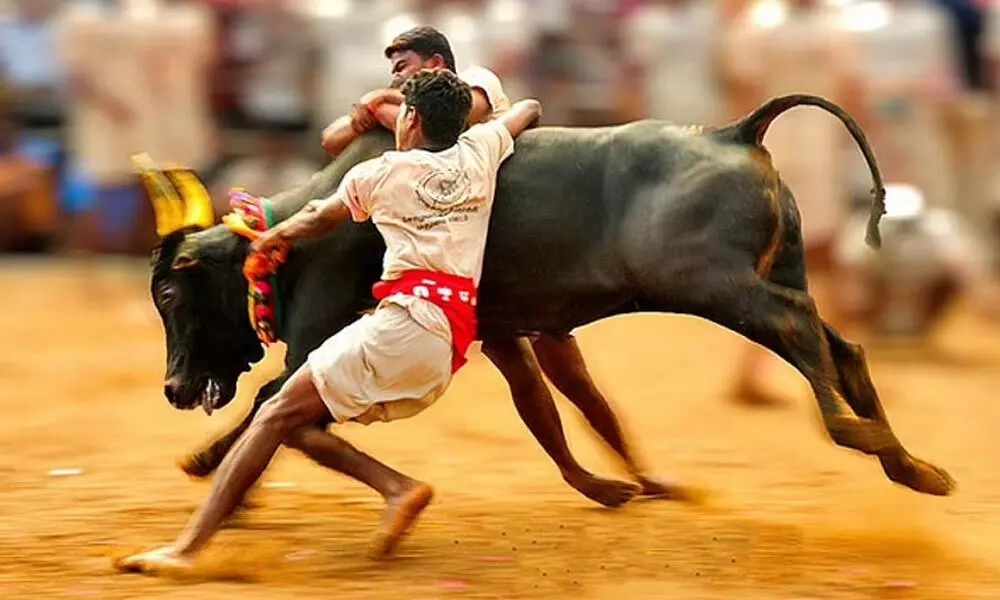 Jallikattu - Bull taming sport of Tamil Nadu