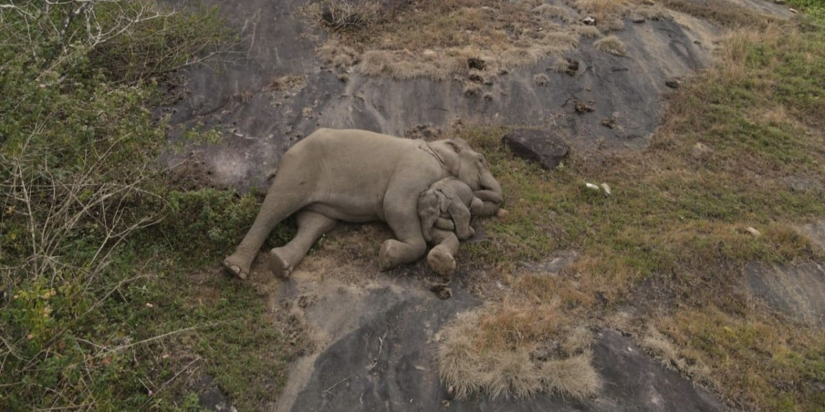 Photo a baby elephant rescued and reunited with its mother in Anamalai Tiger Reserve in Tamil Nadu - Photo shared by Supriya Sahu, Additional Chief Secretary to TN government’s environment department.