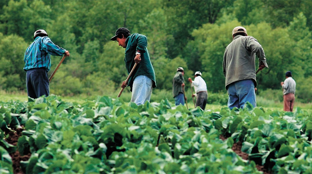 Migrant Workers in Canada Farm Fields | Photo: The Western Producer